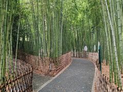 -陈家山荷花公园