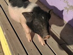 -北京鹿世界主题园