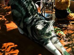 -咖法森林·咖啡  酒吧(天河店)