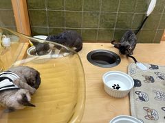 -帕帕拉兹宠物(亚洲旗舰店)