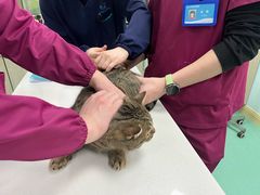 -北京观赏动物医院·24小时大型综合·猫专科·异宠专科