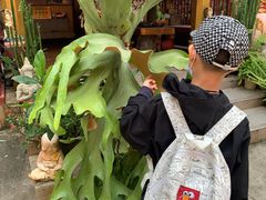 -西双版纳傣族园