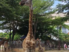 -灵玲国际马戏城