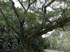 -广州市石门国家森林公园