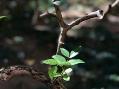 -广州神农草堂中医药博物馆