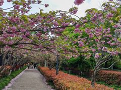 -高东镇樱花园