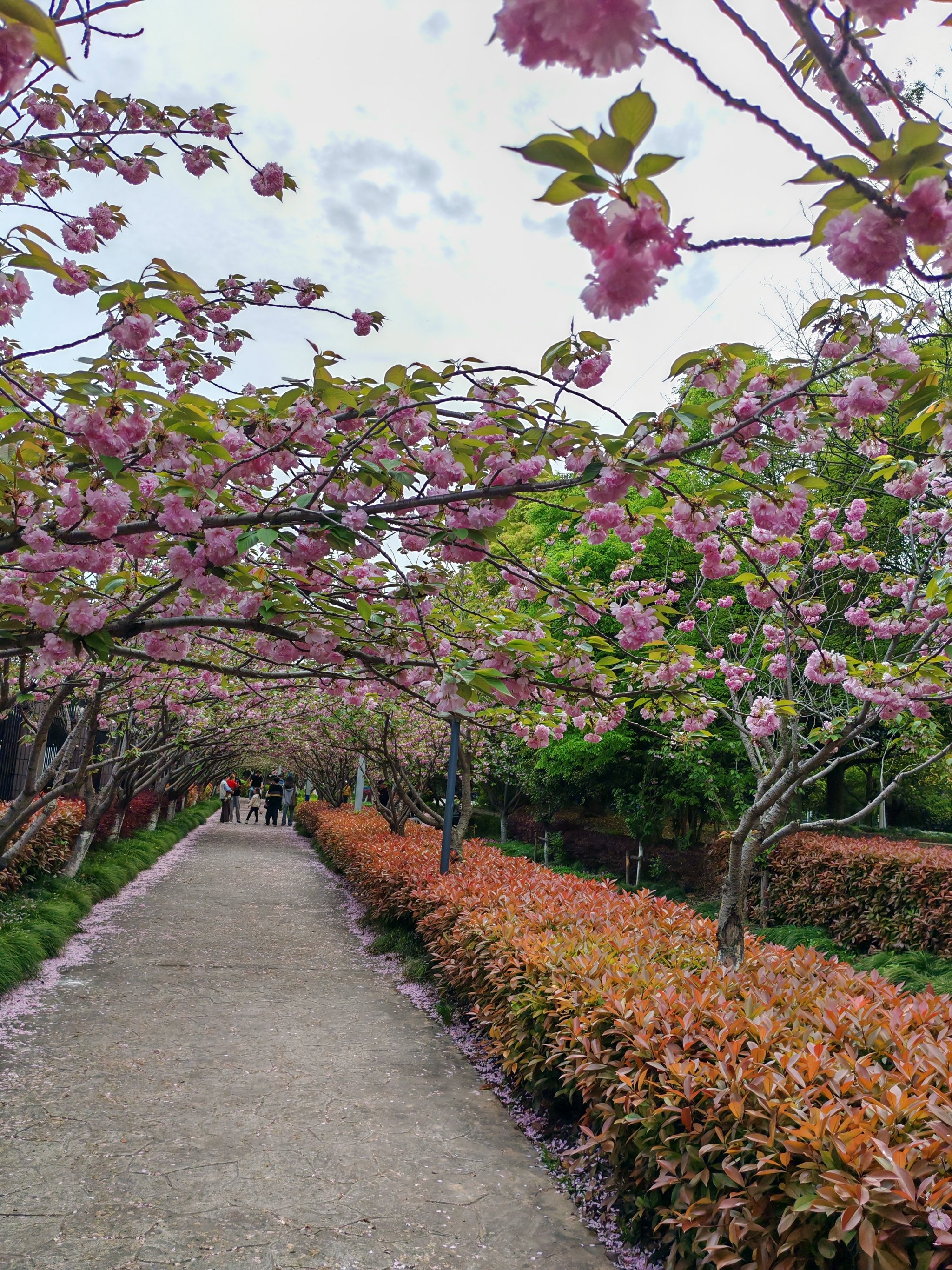 高东樱花图片