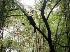 景点-成都大熊猫繁育研究基地