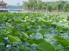 -长春市南湖公园