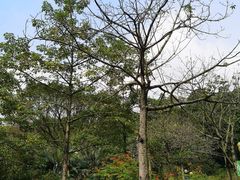 -云溪植物园
