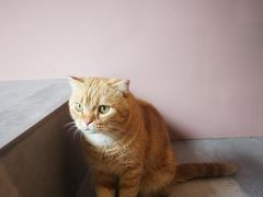 -猫儿山۰猫主题餐厅
