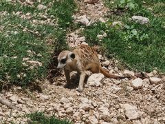 -泉州海丝野生动物世界