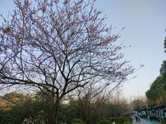 -观山湖公园