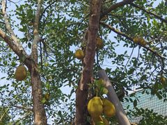 -西双版纳傣族园