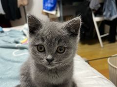 -欣宠猫屋·矮脚拿破仑·蓝金金渐层