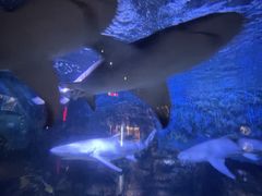 -烟台海昌鲸鲨海洋公园