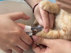 -瑞派福兴宠物医院犬猫全科·骨科·中西医结合(河东店)