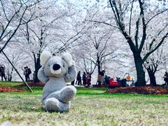 -顾村公园