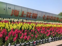 -杭州湾海上花田景区