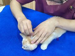 -瑞鹏宠物医院·猫科·宠保定点(梅溪湖分院)