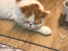 -momokira米努特·德文卷毛猫·棉花面纱犬