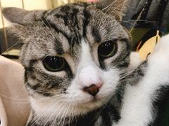 -爱妮康宠物医院·干细胞免疫细胞·肿瘤·心脏(张江店)