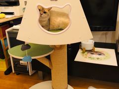 -东方名猫馆·英短金渐层布偶猫舍(环线广场1号楼店)