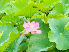 -梁鸿国家湿地公园