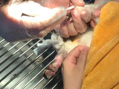 -伟伟宠物医院·CT影像中心·瑞派犬猫综合性门诊(汉口总院)