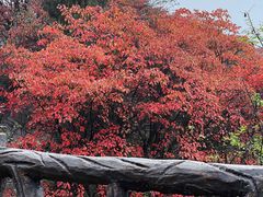 -秦岭终南山世界地质公园翠华山景区