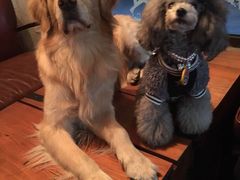 -百好乐宠物友好餐厅(朝外大街店)