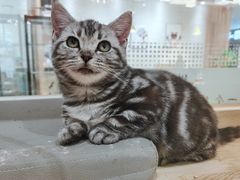 -藏猫猫咖啡主题馆(中央大道店)