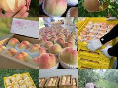 -老袁家蜜桃农场·阳山水蜜桃