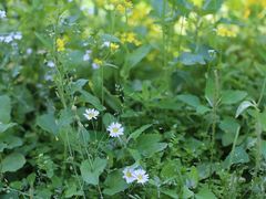 -长白岛森林公园