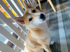 -豆柴町-柴犬主题狗咖(红鼎国际C座店)