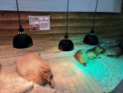 -Zoolung Zoolung动物主题公园(海信广场店)