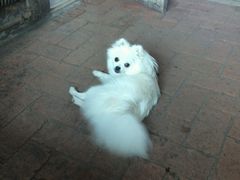 我的小白-宏光宠物医院(解放东路店)