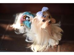 -柯斗斗主题餐厅·狗咖·围炉煮茶·茶饮(国瑞升平里店)