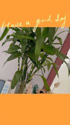 点击看大图 -美朵纹绣美牙纹眉工作室