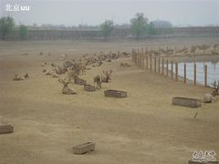 -北京麋鹿生态实验中心