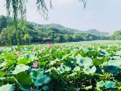 -西湖外事游船(花港观鱼码头)