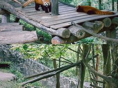 -都江堰中华大熊猫苑