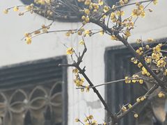 -何园