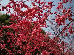 -洛龙公园