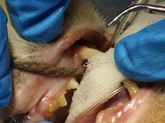 -关爱动物医院·心脏·中兽医·异宠(金牛路分院)