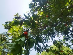 -宝岩生态观光园