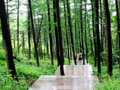 -鲁山国家森林公园