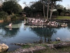 -奥兰多迪士尼动物王国乐园