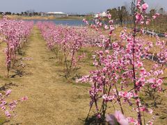 -洪湖湿地生态园