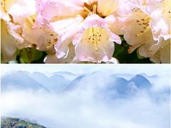-贵州百里杜鹃风景名胜区